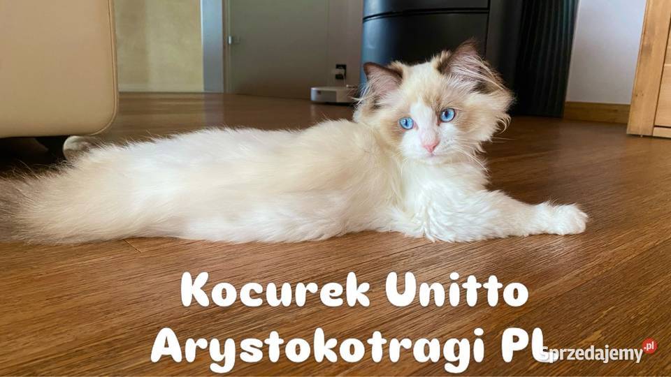 Kocurek Ragdoll FPL Białystok