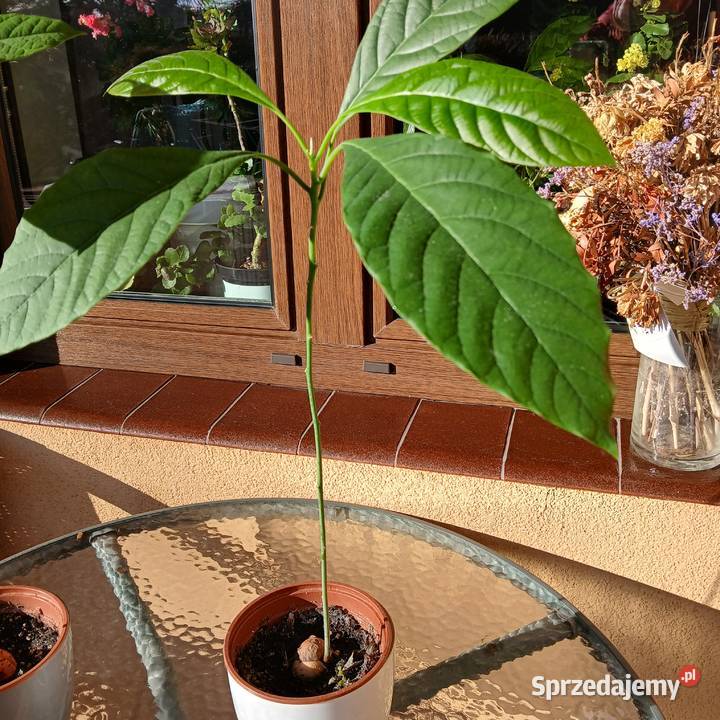 Avocado awokado roślina domowa Nowy Sącz sprzedam