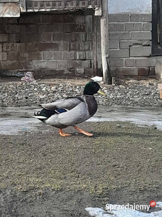 Kaczki Staropolskie kilka sztuk