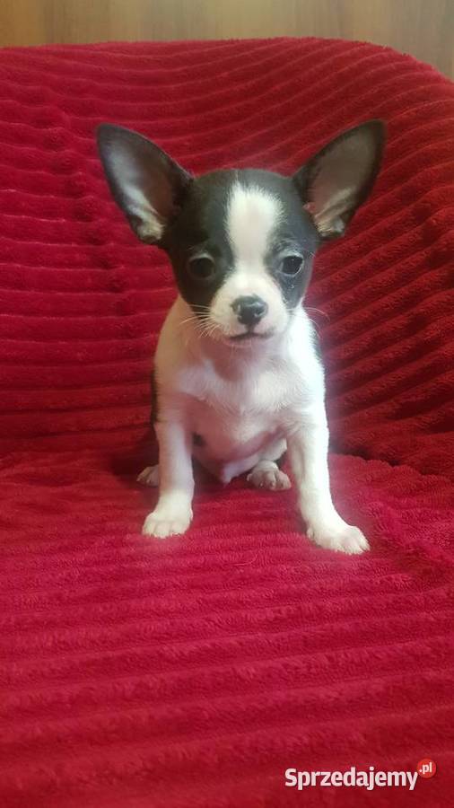 Piesek chihuahua biało czarny Płońsk