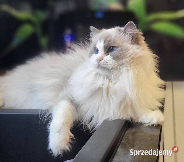 Dorosła kotka Ragdoll z rodowodem kastratka Gdańsk