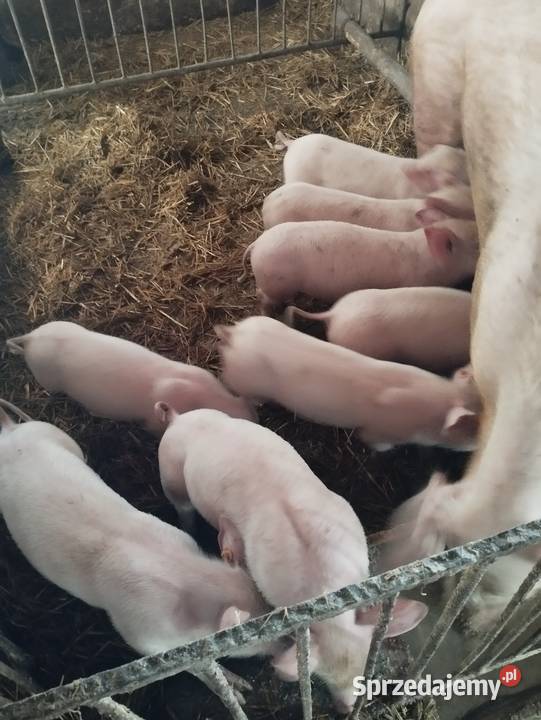 Sprzedam prosiaki mięsne i WBP Kamierowo