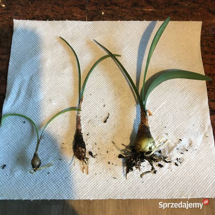 Walota speciosa Warszawa sprzedam