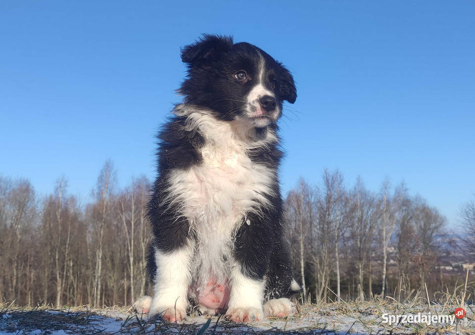 Piękna Suczka BORDER COLLIE z papierami dobrych podkarpackie Iwonicz