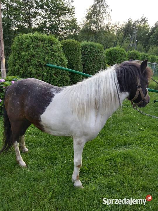 Sprzedam kucyka Gogołów sprzedam