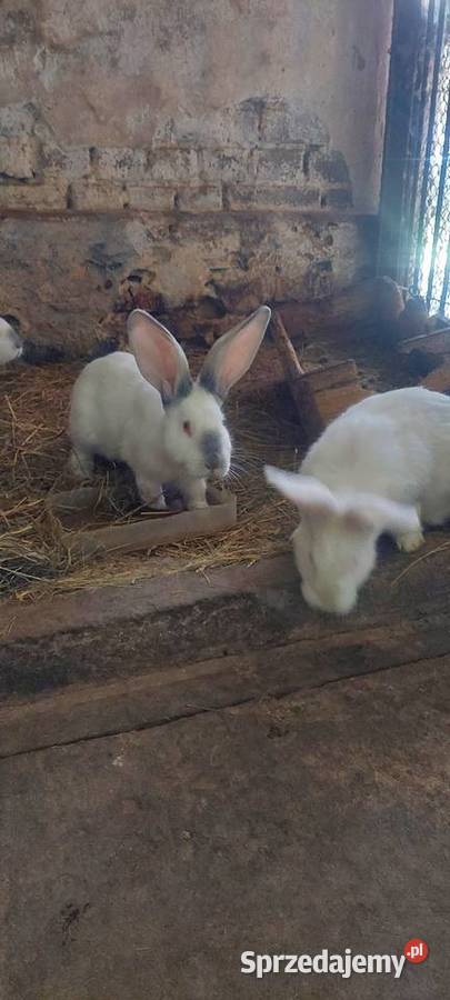 Króliki hodowlane