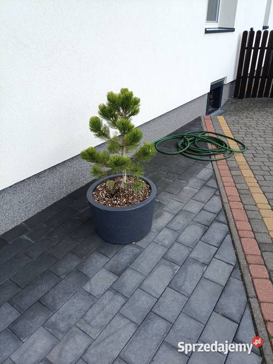 Duża donica betonowa 45L sosna Compact Gem Donice Siedlce