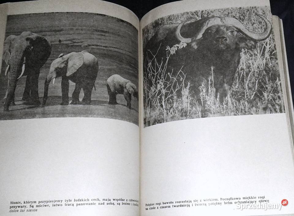 Opowieści z sawanny i buszu Ada Wińcza lubelskie Chełm