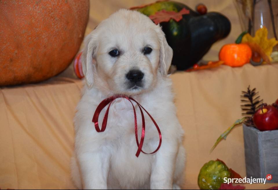 Szczenięta Golden retriever zkwp FCi mazowieckie
