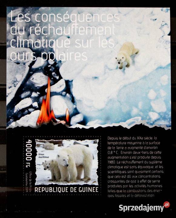 Gwinea ocieplenie klimatu wielkopolskie Oborniki