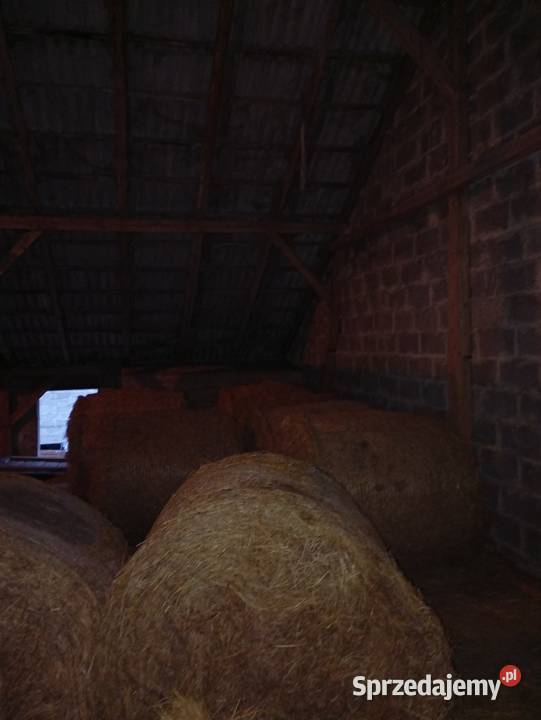 Sprzedam siano w belach i kostkach pomorskie Skrzydłowo sprzedam