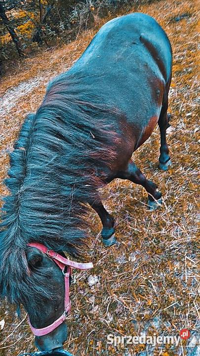 Sprzedam Klacz Kucyka Suwałki