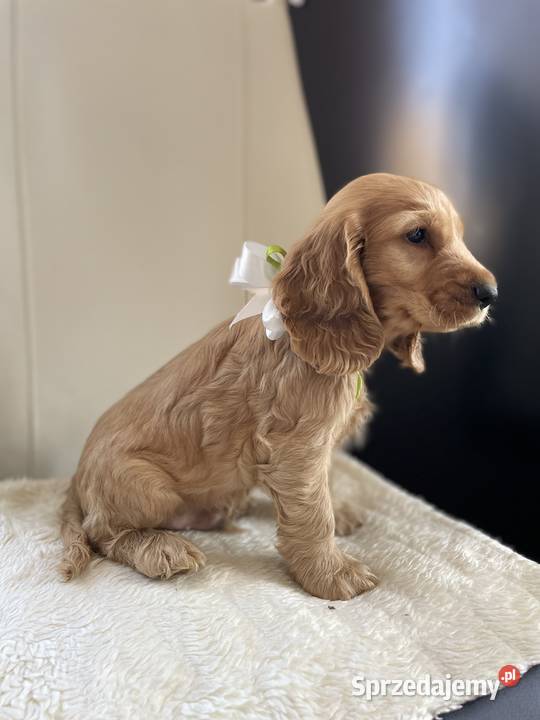 Cocker Spaniel szczeniak Kalisz