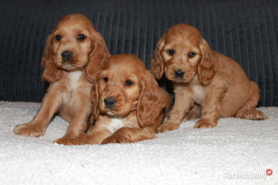 Śliczny szczeniak cocker spaniel