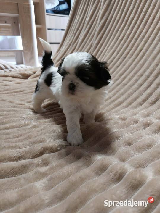 Shihtzu Shih Tzu Andrychów