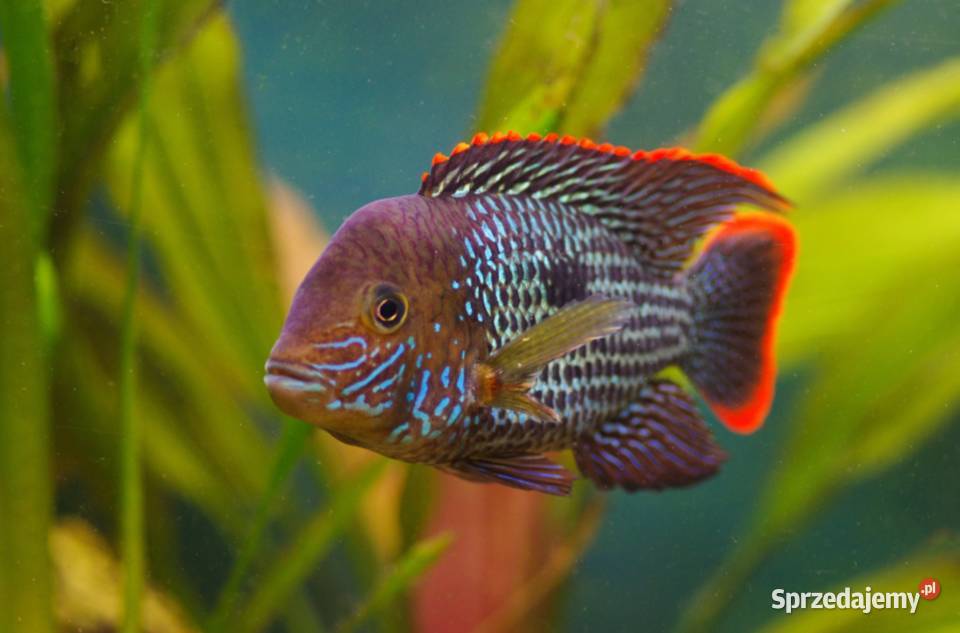 Akara pomarańczowopłetwa Andinoacara rivulatus Gdańsk