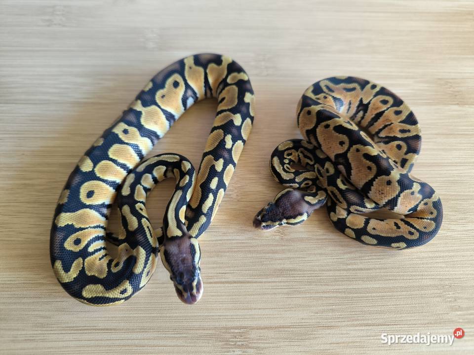 PROMOCJA Pyton królewski PARA mazowieckie Makowiec