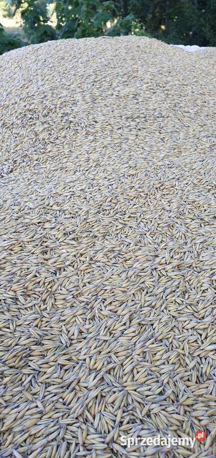 OWIES RAMBO pierwszy zbiór Centrali Nasiennej sprzedam