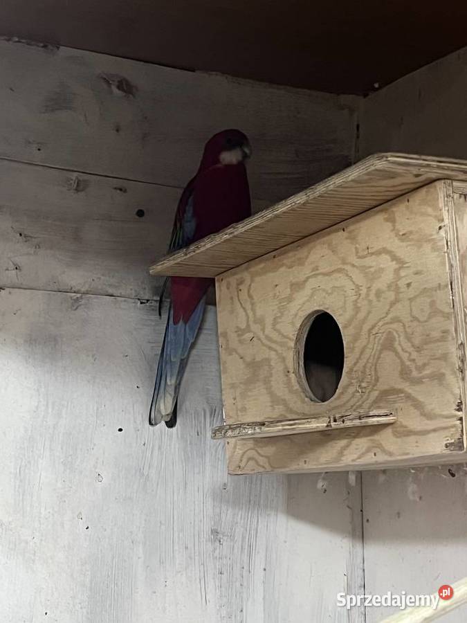 Sprzedam rozelle białolica