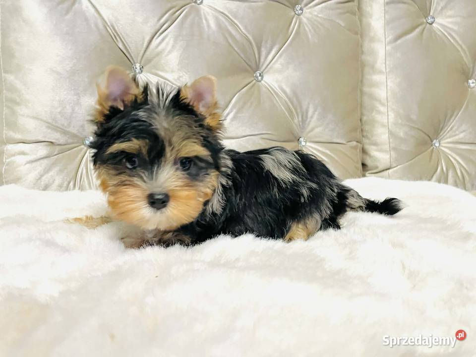 York Tomek z Bajki Marmurkowy kolorowy Cudny Namysłów