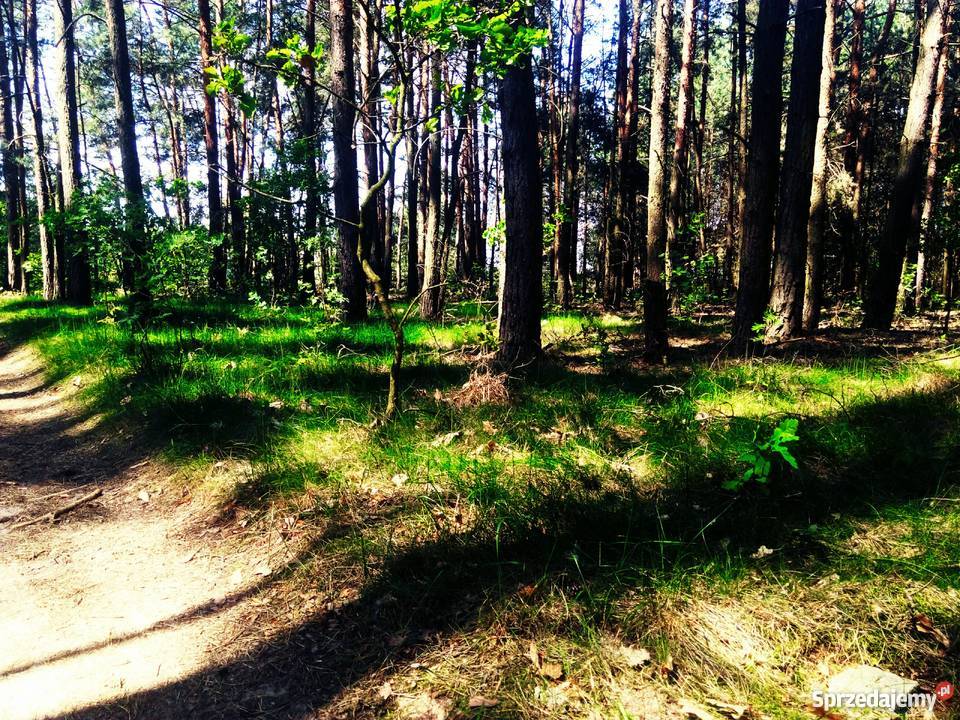Działka leśna jeziorem w Starym Kramsku Stare Kramsko sprzedam