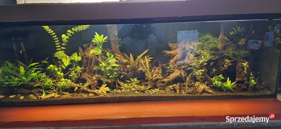 Akwarium Łask