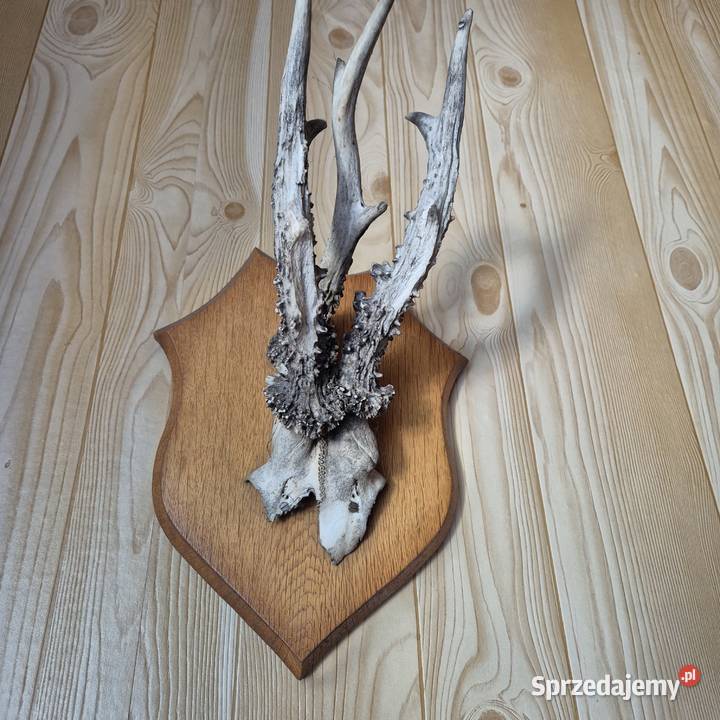 Sprzedam poroża wielkopolskie Oborniki