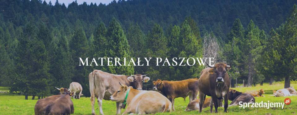 Wysłodki buraczane melasowane FCA DAP lubelskie Wysokie