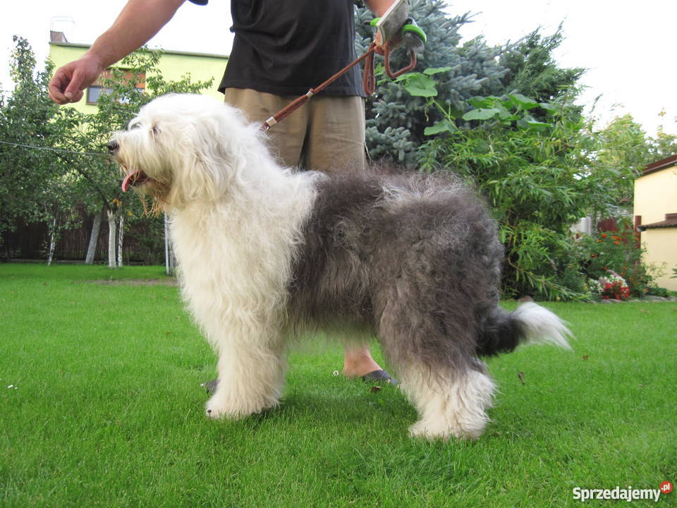 Owczarek Staroangielski Bobtail Nowa Sól sprzedam