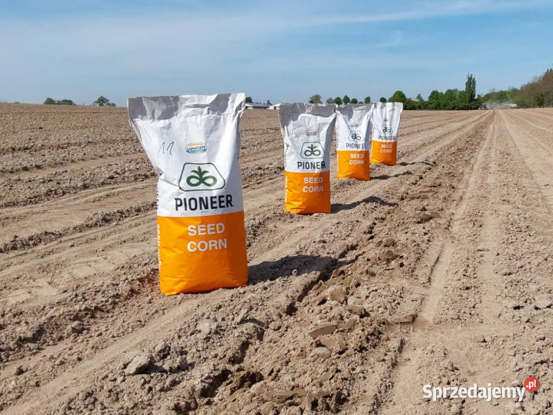 Kukurydza Pioneer P8329 na ziarno kiszonkę wielkopolskie