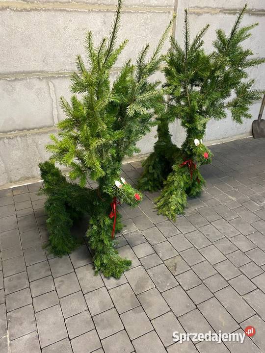Renifer z jodły żywej pachnącej Duży wielkopolskie Zagórów sprzedam