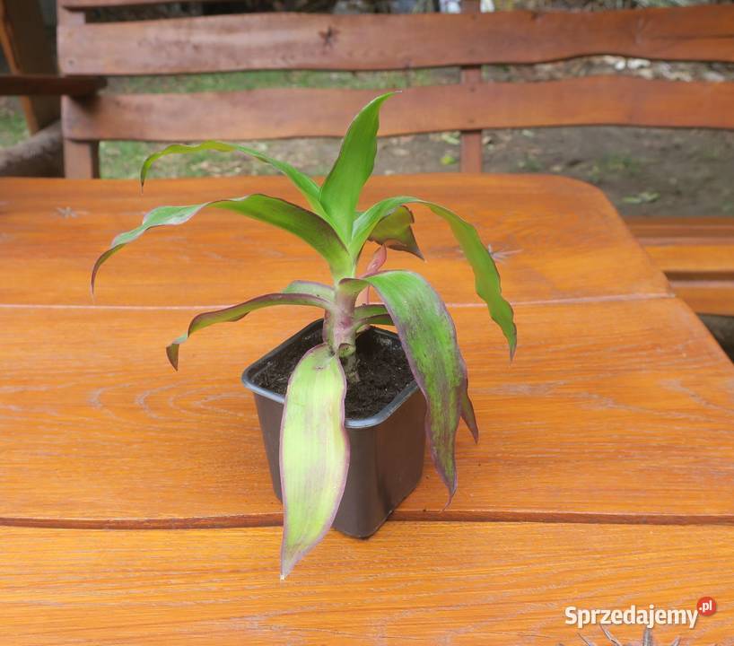 Złoty wąs Callisia Fragrans Pruszków