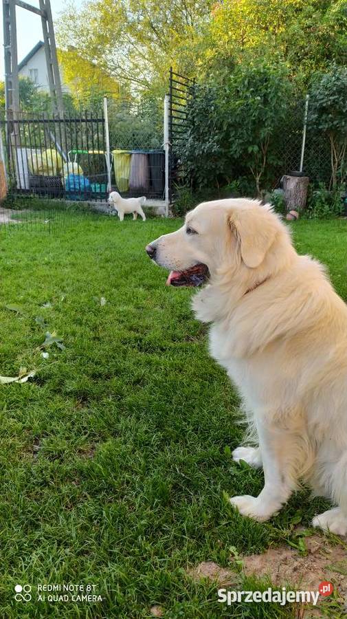 Owczarki Podhalanskie Łochów