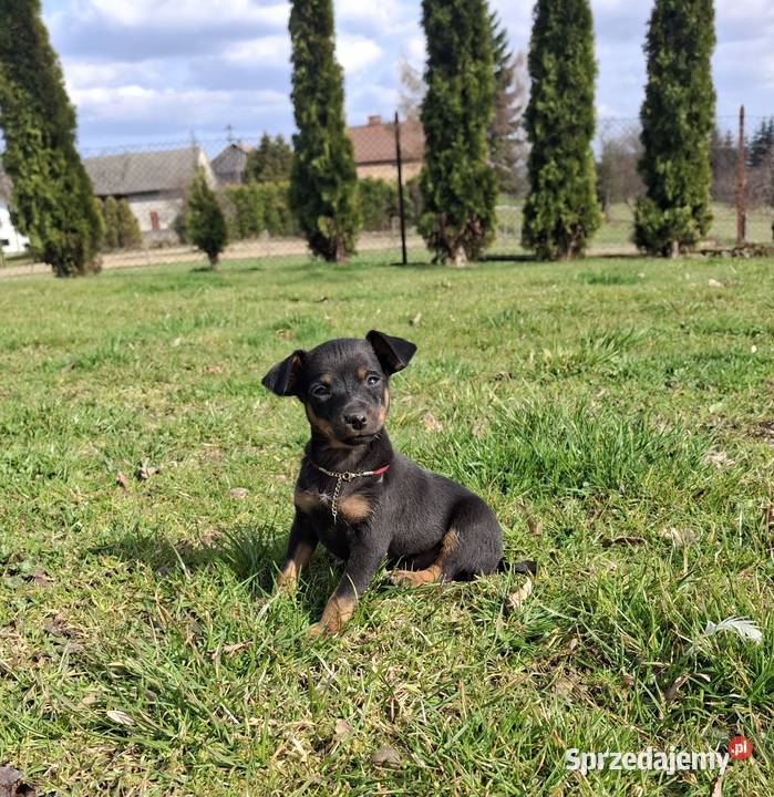 Sunia lola pinczer miniaturowy Jasło sprzedam