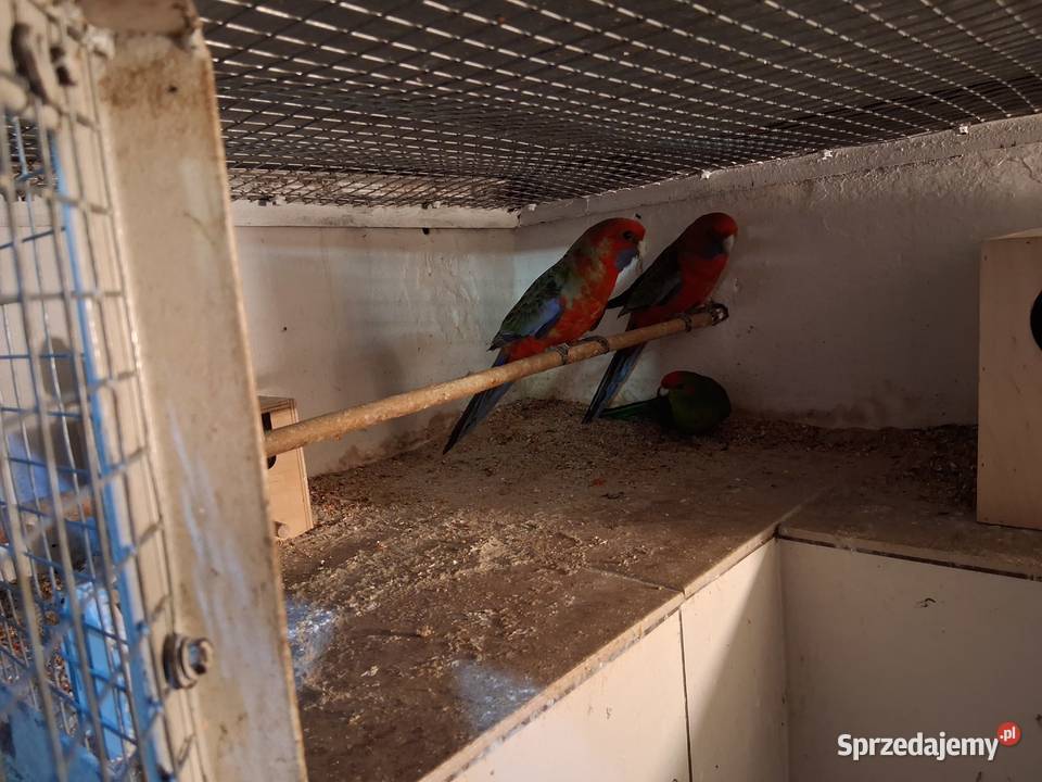 Sprzedam Świergotki Rozelle królewskie Zeberki Ptaki sprzedam