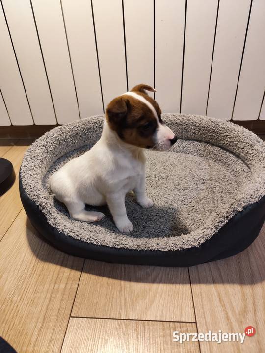 Jack Russell terrier łódzkie Piątek