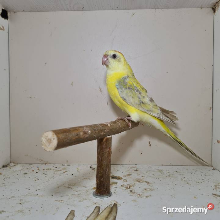 Swiergoty Szymanowice