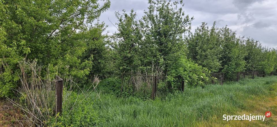 Działka ogrodnicza sad 33910m2 Zawichost
