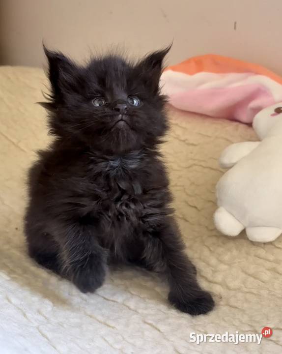 Maine Coon importach Maine Coon Wińsko