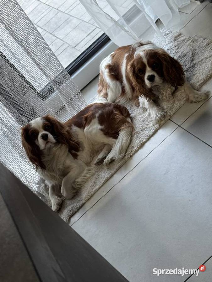 Cavalier King Charles Spaniel śląskie Kroczyce