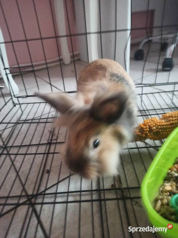Sprzedam krolika Zgierz