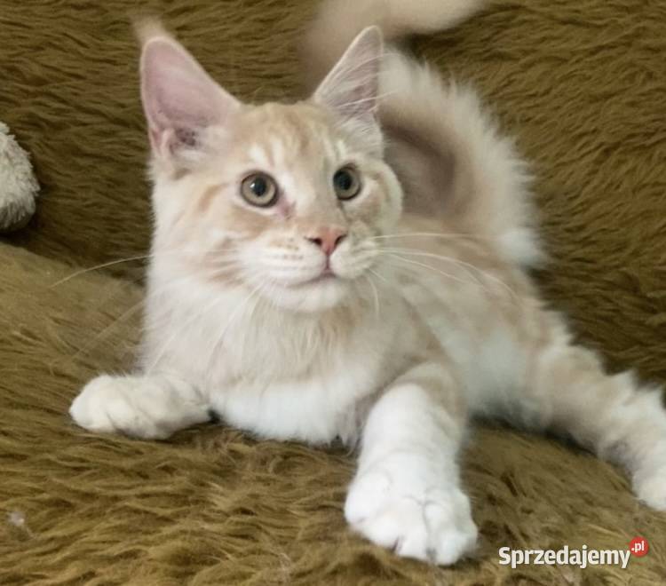 Maine Coon kocurki importach Linia Shaded Wińsko sprzedam