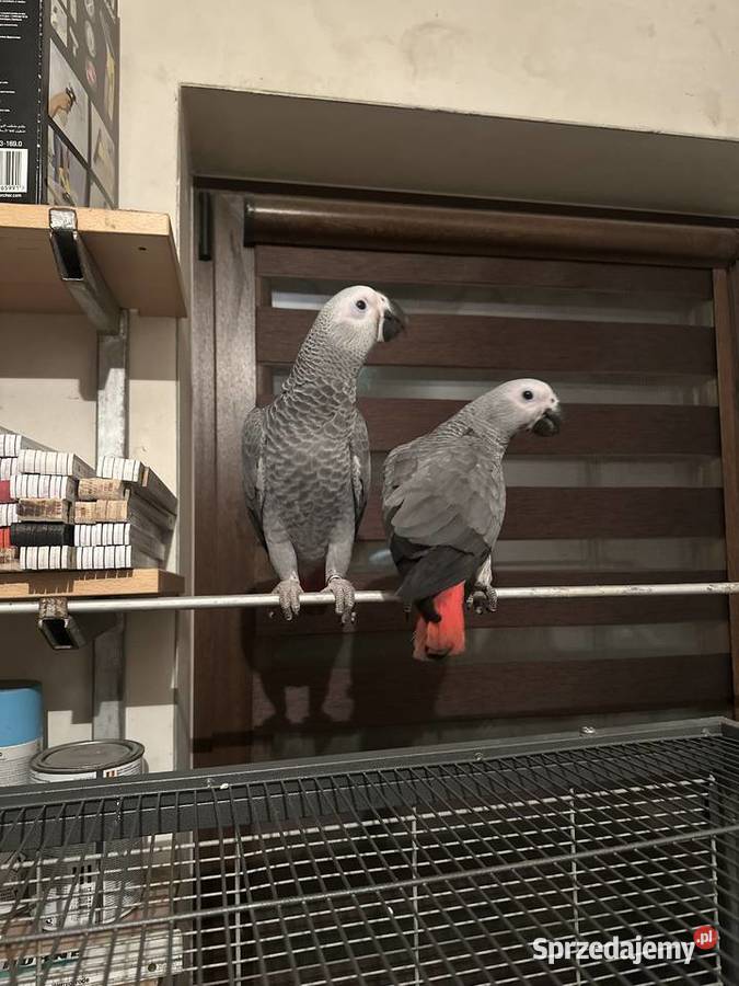 Papugi ŻAKO ręcznie karmione Janowiec Wielkopolski