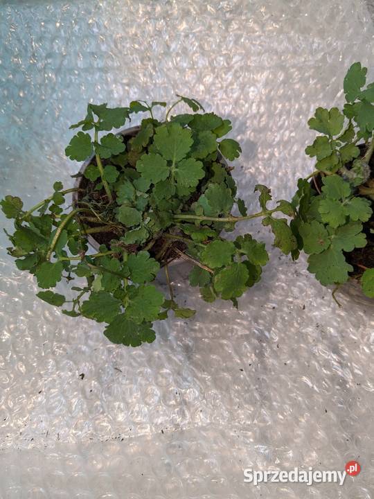 Glistnik jaskółcze ziele sadzonki małopolskie