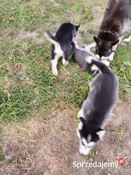 Husky śliczne psiaki z rodowodem Turzno