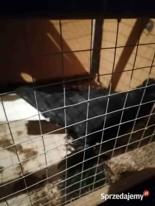 Sprzedam gołębie krymki wyszwance pawie kariery Pułtusk