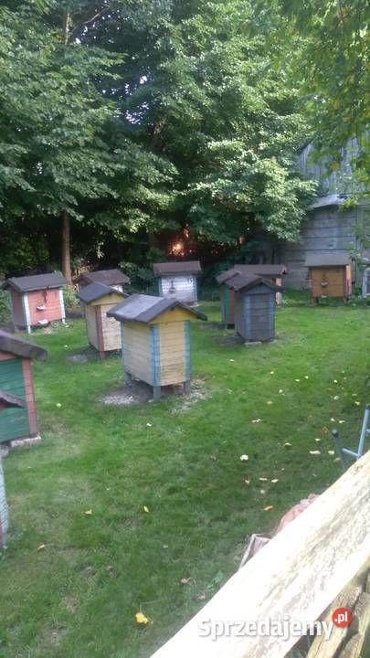 Ule z pszczolami Gany