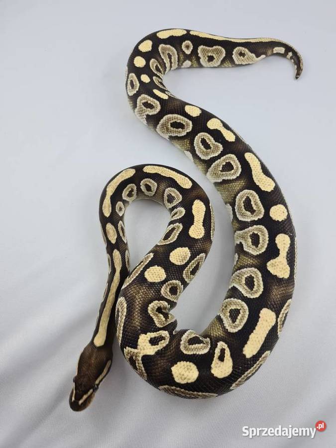 Wąż pyton królewski python regius samica dorosła sprzedam