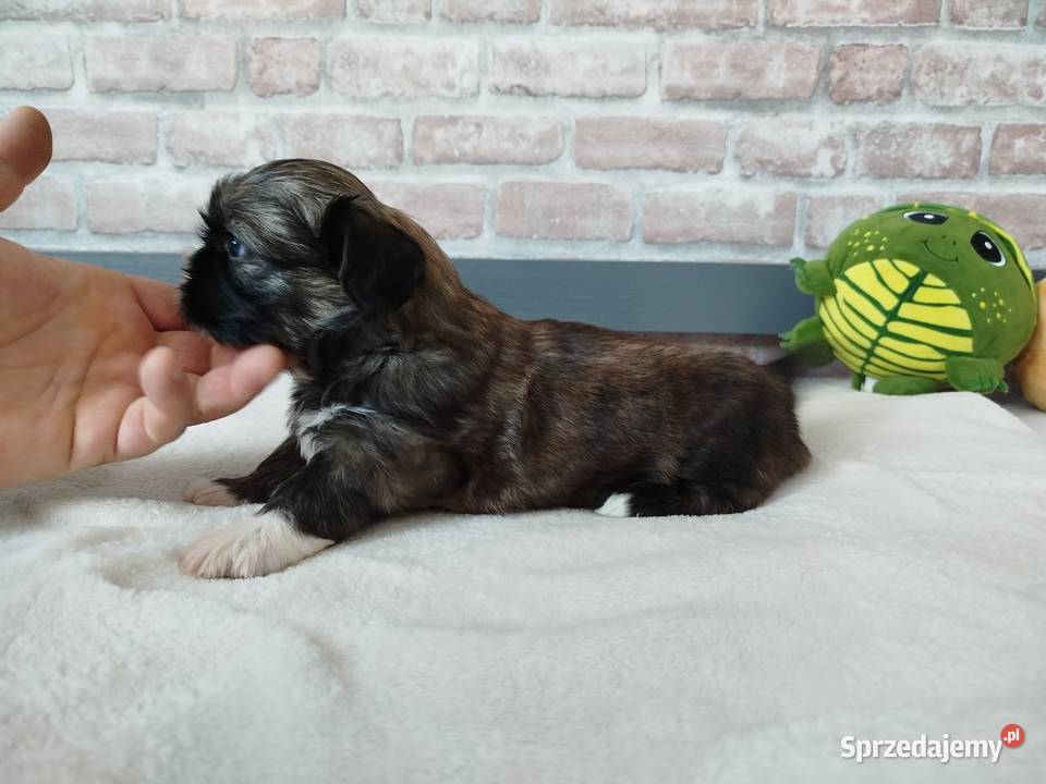 Pies rasy Shih Tzu rodowód Złotków