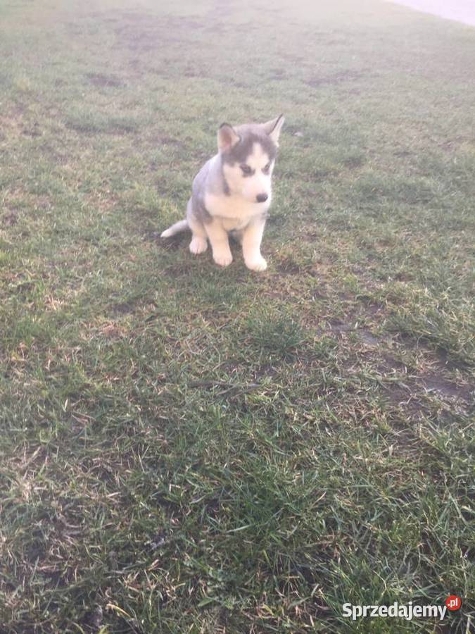 Sprzedam Pieski Rasy Siberian Husky Tomiczki